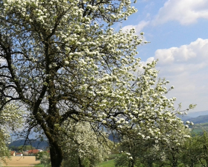 Birnbaumzugeschnitten